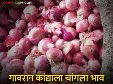 Kanda Bajar Bhav : अहिल्यानगर जिल्ह्यातील 'या' बाजार समितीत गावरान कांद्याच्या दरात तेजी - Marathi News | Kanda Bajar Bhav : The price of onions has increased in this market committee in Ahilyanagar district | Latest News at Lokmat.com Kanda Bajar Bhav : अहिल्यानगर जिल्ह्यातील 'या' बाजार समितीत गावरान कांद्याच्या दरात तेजी - Marathi News | Kanda Bajar Bhav : The price of onions has increased in this market committee in Ahilyanagar district | Latest News at Lokmat.com