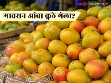 mango market : गावरान आंबा इतका दुर्मिळ का झाला? कारण ऐकून थक्क व्हाल - Marathi News | latest news mango market: Why has Gavran mango become so rare? You will be surprised to hear the reason | Latest News at Lokmat.com mango market : गावरान आंबा इतका दुर्मिळ का झाला? कारण ऐकून थक्क व्हाल - Marathi News | latest news mango market: Why has Gavran mango become so rare? You will be surprised to hear the reason | Latest News at Lokmat.com