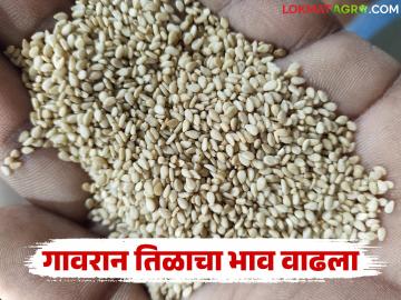 संक्रांतीच्या तोंडावर गावरान तिळाचे भाव वाढले; वाचा काय मिळतोय दर? संक्रांतीच्या तोंडावर गावरान तिळाचे भाव वाढले; वाचा काय मिळतोय दर?