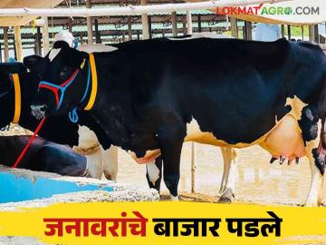 Janwar Bazar : एक लाखाची गाय मिळतेय ३० हजारांना; जनावरांचे बाजार पडले - Marathi News | Janwar Bazar : A cow worth one lakh is getting for 30 thousand livestock market fall down | Latest News at Lokmat.com