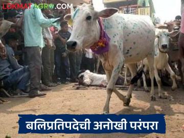 बलिप्रतिपदेच्या दिवशीची अनोखी परंपरा, गुराख्याच्या अंगावरून चालतो गायींचा कळप - Marathi News | Latest News Diwali 2025 unique tradition on Bali pratipada, herd of cows walks on cowherd's body | Latest News at Lokmat.com बलिप्रतिपदेच्या दिवशीची अनोखी परंपरा, गुराख्याच्या अंगावरून चालतो गायींचा कळप - Marathi News | Latest News Diwali 2025 unique tradition on Bali pratipada, herd of cows walks on cowherd's body | Latest News at Lokmat.com
