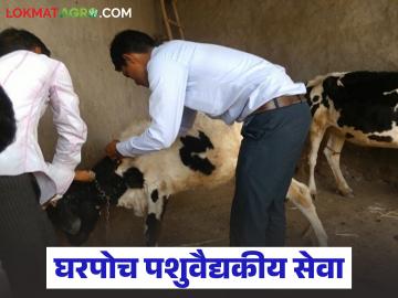 तुमच्या गाय गुरांसाठी 'हा' नंबर सेव्ह करून ठेवा, एका कॉलवर घरपोच पशुवैद्यकीय सेवा, वाचा सविस्तर 