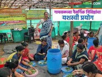 Natural Farming : वाशिमच्या गायवळमधून शाश्वत शेतीचा नवा मार्ग; नैसर्गिक निविष्ठांनी बदललं चित्र वाचा सविस्तर - Marathi News | latest news Natural Farming: A new path to sustainable farming from Washim's Gaiwal; Natural inputs have changed the picture Read in detail | Latest News at Lokmat.com