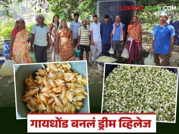 Mogra Farming Success Story : अख्ख गावं करतंय मोगरा शेती, रोज एक क्विंटलची काढणी, गावकऱ्यांचं स्थलांतर थांबलं! वाचा यशोगाथा - Marathi News | Latest News Mogra Farming Success Story Jasmine Cultivation Transforms Gaidhhond into a 'Dream Village' | Latest success-story News at Lokmat.com