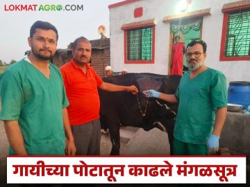 चोरांच्या भीतीनं साडे चार लाखांचं मंगळसूत्र गोठ्यात ठेवलं, तेच गाईन गिळलं, वाचा पुढे काय झालं? - Marathi News | Latest News Three tolas of gold were safely removed by surgery on a cow's stomach | Latest News at Lokmat.com चोरांच्या भीतीनं साडे चार लाखांचं मंगळसूत्र गोठ्यात ठेवलं, तेच गाईन गिळलं, वाचा पुढे काय झालं? - Marathi News | Latest News Three tolas of gold were safely removed by surgery on a cow's stomach | Latest News at Lokmat.com