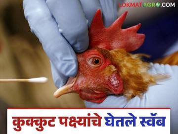 'जीबीएस'च्या प्रादुर्भावामुळे विष्ठा नमुना तपासणी सुरू; काय म्हणता आहेत पशुसंवर्धन आयुक्त? - Marathi News | Fecal sample testing begins due to GBS outbreak; What does the Animal Husbandry Commissioner say? | Latest News at Lokmat.com 'जीबीएस'च्या प्रादुर्भावामुळे विष्ठा नमुना तपासणी सुरू; काय म्हणता आहेत पशुसंवर्धन आयुक्त? - Marathi News | Fecal sample testing begins due to GBS outbreak; What does the Animal Husbandry Commissioner say? | Latest News at Lokmat.com