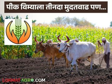 पीक विम्याला तीनदा मुदतवाढ देऊनही शेतकऱ्यांनी पाठ का फिरवली, वाचा सविस्तर  - Marathi News | Latest news Pik Vima Yojana farmers turn their backs on crop insurance despite being extended thrice Read in detail | Latest News at Lokmat.com