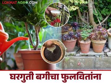 Home Gardening : थंडीच्या दिवसांत घरगुती बगीचा फुलवितांना काय काळजी घ्याल? वाचा सविस्तर  - Marathi News | Latest News Home garden management during cold days in winter season See details | Latest News at Lokmat.com
