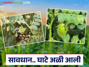 Harbhara Ghate Ali : हरभऱ्यातील घाटे अळीच्या नियंत्रणासाठी सोपे व कमी खर्चाचे उपाय - Marathi News | Harbhara Ghate Ali : Easy and low-cost solutions for controlling Ghate Ali in Harbhara | Latest News at Lokmat.com