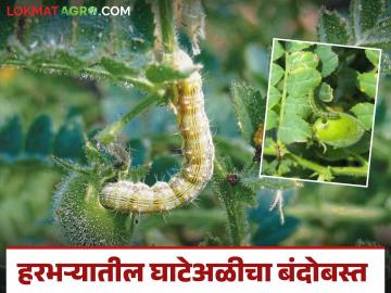 Harbhara Ghate Ali : हरभऱ्यावरील घाटे अळीच्या नियंत्रणासाठी करा हे सोपे उपाय - Marathi News | Harbhara Ghate Ali : These are the easy remedies for pod borer in chick pea | Latest News at Lokmat.com