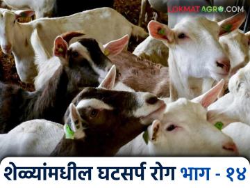 Ghatsarpa Aajar In Goats : शेळ्यांना घटसर्प रोगापासून वाचविण्यासाठी 'हे' कराच, जाणून घ्या सविस्तर  - Marathi News | Latest News Ghatsarpa Aajar In Goats protect goats from ghatsarp aajar, do this, know in detail | Latest News at Lokmat.com