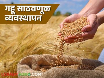 Gahu Sathavnuk : गव्हाची साठवणूक करताना 'या' गोष्टी लक्षात ठेवा, जाणून घ्या सविस्तर - Marathi News | Latest News gahu sathvanuk Keep these things in mind while storing wheat, know in detail | Latest News at Lokmat.com Gahu Sathavnuk : गव्हाची साठवणूक करताना 'या' गोष्टी लक्षात ठेवा, जाणून घ्या सविस्तर - Marathi News | Latest News gahu sathvanuk Keep these things in mind while storing wheat, know in detail | Latest News at Lokmat.com