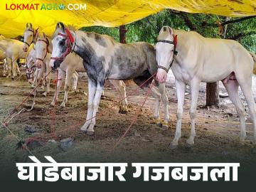 Akluj: १६ वर्षांपासून दिवाळी पाडव्याला भरणाऱ्या ह्या प्रसिद्ध घोडेबाजारात तब्बल १ कोटी ३० लाखांची उलाढाल - Marathi News | This famous horse market, which has been held during Diwali Padwa for 16 years, has a turnover of Rs 1.3 crore. | Latest News at Lokmat.com Akluj: १६ वर्षांपासून दिवाळी पाडव्याला भरणाऱ्या ह्या प्रसिद्ध घोडेबाजारात तब्बल १ कोटी ३० लाखांची उलाढाल - Marathi News | This famous horse market, which has been held during Diwali Padwa for 16 years, has a turnover of Rs 1.3 crore. | Latest News at Lokmat.com