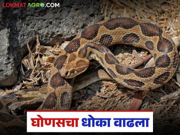 Ghonas Snake : विषारी घोणस, फुरसे ह्या सापांचा थंडीतच का वाढतो धोका? जाणून घ्या सविस्तर - Marathi News | Ghonas Snake : Why do poisonous snakes like Ghonas and Furse increase in danger in cold weather? Find out in detail | Latest News at Lokmat.com