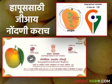 Mango GI Tag : आंबा बागायतदारांसाठी सुवर्णसंधी जीआय मानांकन नोंदणी करा होतील हे फायदे - Marathi News | Golden opportunity for mango growers do registration for GI tagging this is benefits | Latest News at Lokmat.com