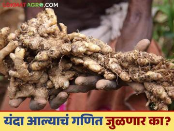 Aale Lagwad : यंदा आल्याची लागवड मोठ्या प्रमाणात पण दराचं गणित जुळणार का? - Marathi News | Aale Lagwad : ginger crop is being planted in large scale this year, but will the market price calculations match? | Latest News at Lokmat.com Aale Lagwad : यंदा आल्याची लागवड मोठ्या प्रमाणात पण दराचं गणित जुळणार का? - Marathi News | Aale Lagwad : ginger crop is being planted in large scale this year, but will the market price calculations match? | Latest News at Lokmat.com