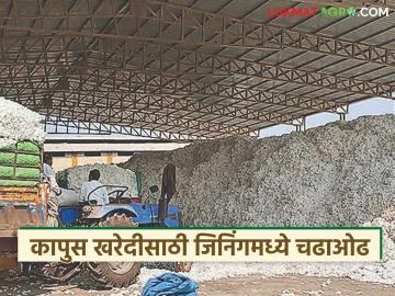 CCI Kapus Kharedi : अकोल्यात कापूस खरेदी तेजीत; मारेगावात का घटली आवक? वाचा सविस्तर - Marathi News | latest news CCI Kapus Kharedi: Cotton purchases are on the rise in Akola; Why has the arrival decreased in Maregaon? Read in detail | Latest News at Lokmat.com