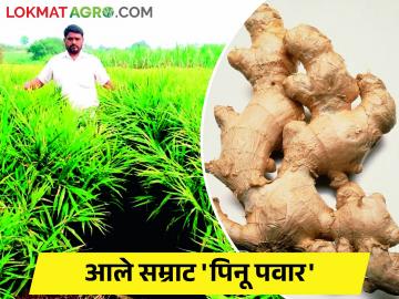 आले पिकातून कोट्याधीश होता येतंय.... वाचा या शेतकऱ्याची कहाणी - Marathi News | Becoming a millionaire from ginger crop... Read the story of this farmer | Latest News at Lokmat.com