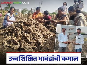 Ginger Farming Success Story : उच्चशिक्षित भावंडांची कमाल; आल्यातून केली लाखोंची कमाई - Marathi News | latest news Ginger Farming Success Story: Highly educated siblings achieve greatness; Earned lakhs from ginger | Latest success-story News at Lokmat.com