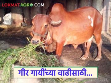 Gir Cow : गिर गायींची संख्या वाढवण्यासाठी महत्वपूर्ण निर्णय, वाचा सविस्तर  - Marathi News | Latest News Dairy Farming Important decision to increase the number of Gir cows, read in detail | Latest News at Lokmat.com