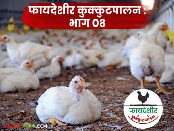 Poultry Farming : अंडी आणि मांस दोन्हीसाठी फायदेशीर असलेली गिरीराज कोंबडी, वाचा सविस्तर  - Marathi News | Latest News Giriraj chicken is beneficial for both eggs and meat, read in detail | Latest News at Lokmat.com