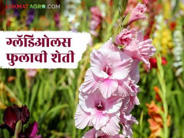 Gladiolus Farming : रब्बी हंगामात ग्लॅडिओलसच्या 'या' टॉप 3 जातींची लागवड करा, चांगला नफा कमवा - Marathi News | Latest News Gladiolus Farming Plant these top 3 Gladiolus varieties in Rabi season, earn good profits | Latest News at Lokmat.com Gladiolus Farming : रब्बी हंगामात ग्लॅडिओलसच्या 'या' टॉप 3 जातींची लागवड करा, चांगला नफा कमवा - Marathi News | Latest News Gladiolus Farming Plant these top 3 Gladiolus varieties in Rabi season, earn good profits | Latest News at Lokmat.com