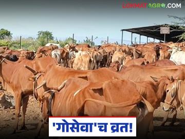 Success Story : 'गोसेवा' च व्रत! बाप-लेकांनी उभारली २५० गायींची आदर्श गोशाळा वाचा सविस्तर - Marathi News | latest news Success Story: 'Goseva' vow! Father and son build an ideal cowshed for 250 cows Read in detail | Latest News at Lokmat.com