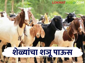 Goat Care In Rain पावसाळ्यात अशी घ्या शेळ्यांची काळजी; टळेल आर्थिक हानी - Marathi News | Goat Care In Rain Take care of goats in rainy season; Financial loss will be avoided | Latest News at Lokmat.com