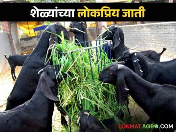 Goat Farming शेळीपालन करताय: या आहेत शेळ्यांच्या टॉप पाच जाती - Marathi News | Goat Farming: Here are the top five breeds of goats | Latest News at Lokmat.com Goat Farming शेळीपालन करताय: या आहेत शेळ्यांच्या टॉप पाच जाती - Marathi News | Goat Farming: Here are the top five breeds of goats | Latest News at Lokmat.com