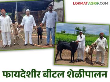 Goat Farming : फायद्याचा शेळीपालन व्यवसाय आठ महिन्यांची शेळी ४१ हजाराला विकली - Marathi News | Goat Farming : Profitable Goat Farming business eight month old goat sold for 41 thousand | Latest News at Lokmat.com