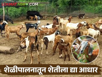 Goat Farming अवकाळी संकटाच्या शेतीला देईल आधार; शेळी पालन हक्काचा रोजगार - Marathi News | goat farming are supportive for the unseasonal crisis based farming | Latest News at Lokmat.com Goat Farming अवकाळी संकटाच्या शेतीला देईल आधार; शेळी पालन हक्काचा रोजगार - Marathi News | goat farming are supportive for the unseasonal crisis based farming | Latest News at Lokmat.com