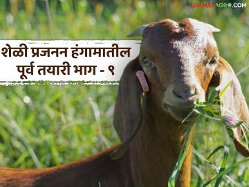 Goat Farming Guide : पैदाशीकरीता शेळ्यांची आणि बोकडांची निवड कशी कराल? वाचा सविस्तर  - Marathi News | Latest News Goat Farming Guide How to select goats and bucks for breeding Read in detail | Latest News at Lokmat.com