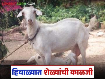 गोठा 'या' जंतुनाशकाने स्वच्छ करा, हिवाळ्यात एकही शेळी आजारी पडणार नाही! - Marathi News | Latest news Goat Winter Care Tips Clean the barn with this disinfectant, Goat shed management in winter | Latest agri-business News at Lokmat.com