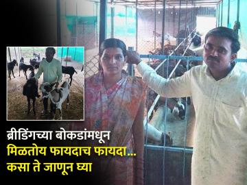 शेवाळे बंधूंनी ब्रीडर बोकडाच्या माध्यमातून कुटुंबाचे उत्पन्न कसे वाढवले? - Marathi News | How did the Shewale brothers increase their family income through breeder bucks? | Latest News at Lokmat.com