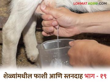 Goat Farming Disease :  'हा' आजार झाल्यास शेळी गेलीच म्हणून समजा, जाणून घ्या या आजाराबद्दल...  - Marathi News | Goat Farming Disease Hanging and mastitis theseTwo serious diseases in goats know about this disease... | Latest News at Lokmat.com