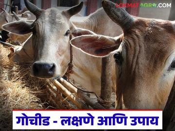 जनावरांना गोचीड झालेय, हा एकच उपाय करा, गोठ्यात एकही गोचीड दिसणार नाही! - Marathi News | Latest News Agriculture news how to control gochid Appeal for treatment of tick fever in livestock | Latest News at Lokmat.com जनावरांना गोचीड झालेय, हा एकच उपाय करा, गोठ्यात एकही गोचीड दिसणार नाही! - Marathi News | Latest News Agriculture news how to control gochid Appeal for treatment of tick fever in livestock | Latest News at Lokmat.com