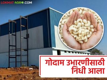 काजू फळपीक विकास योजनेअंतर्गत गोदाम उभारणीसाठी निधी आला; कुणाला मिळणार लाभ? - Marathi News | Funds have been received for construction of warehouses under the Cashew Fruit Development Scheme; Who will benefit? | Latest News at Lokmat.com