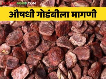 Godambi : हिवाळ्याच्या दिवसात आदिवासी बांधवांना मिळतोय रोजगार ; या औषधींना बाजारात मागणी - Marathi News | Godambi: Tribal brothers are getting employment in winter days; Demand for these drugs in the market | Latest News at Lokmat.com