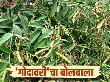 एकरी चौदा क्विंटल पर्यंत उतार अन् एक लाखापर्यंत उत्पन्न मिळवून देणारा तुरीचा हा वाण पॉप्युलर - Marathi News | This variety of pigeon pea is popular, yielding up to fourteen quintals per acre and yielding up to one lakh rupees | Latest News at Lokmat.com