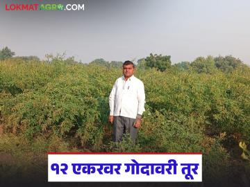 गड्या शेती सोडायची नसते! अतिवृष्टीनंतरही 'या' जिद्दी शेतकऱ्यांने केली १२ एकर तुरीची शेती यशस्वी - Marathi News | Even after heavy rains, these stubborn farmers successfully cultivated 12 acres of tur | Latest News at Lokmat.com
