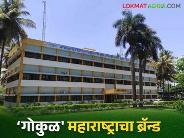 Gokul Milk Success Story : गोकुळ डेअरीची आजपर्यंतची यशस्वी वाटचाल वाचा सविस्तर - Marathi News | Gokul Milk Success Story: Read the success story of Gokul Dairy till date in detail | Latest News at Lokmat.com