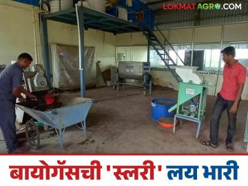 बायोगॅसमधून बाहेर पडणाऱ्या स्लरीचं केलं सोनं, 'गोकुळ'चा अफलातून प्रयोग; वाचा सविस्तर - Marathi News | The slurry coming out of biogas making different biofertilizer, 'Gokul' Milk Successful experiment; Read in detail | Latest News at Lokmat.com