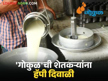 गोकुळचे शेतकऱ्यांना दिवाळी गिफ्ट; दूध खरेदी दरात वाढ तर पशुखाद्य पोत्याच्या दरात कपात - Marathi News | Gokul's Diwali gift to farmers; Increase in milk purchase price, reduction in animal feed bag price | Latest News at Lokmat.com गोकुळचे शेतकऱ्यांना दिवाळी गिफ्ट; दूध खरेदी दरात वाढ तर पशुखाद्य पोत्याच्या दरात कपात - Marathi News | Gokul's Diwali gift to farmers; Increase in milk purchase price, reduction in animal feed bag price | Latest News at Lokmat.com