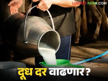 राज्यातील 'हा' दूध संघ वसुबारसनिमित्त दिवाळी भेट देणार? दूध दरात वाढ होण्याची शक्यता - Marathi News | 'This' milk association in the state will give a Diwali gift on the occasion of Vasubaras; Milk prices likely to increase | Latest News at Lokmat.com राज्यातील 'हा' दूध संघ वसुबारसनिमित्त दिवाळी भेट देणार? दूध दरात वाढ होण्याची शक्यता - Marathi News | 'This' milk association in the state will give a Diwali gift on the occasion of Vasubaras; Milk prices likely to increase | Latest News at Lokmat.com