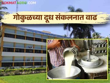 Gokul Milk : गोकुळ दूध देतंय सगळ्यात सरस दर प्रतिलिटर सरासरी मिळतोय इतका दर - Marathi News | Gokul Milk: Gokul milk is giving the best price how much giving per liter average price | Latest News at Lokmat.com