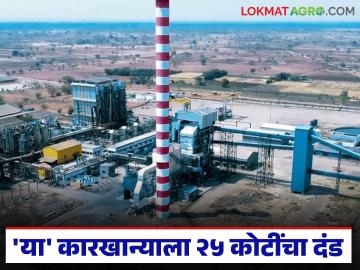 गाळप परवाना न घेता उसाचे गाळप केल्याप्रकरणी 'या' साखर कारखान्याला २८ कोटी ३५ लाखांचा दंड - Marathi News | 'This' sugar factory fined Rs 28.35 crore for crushing sugarcane without obtaining crushing license | Latest News at Lokmat.com