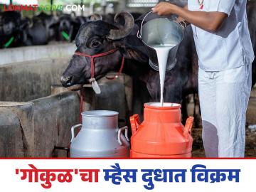 Gokul Milk : 'गोकुळ'च्या दूध संकलनात म्हशींची बाजी; दिवसाला १० लाख लिटर संकलन - Marathi News | Gokul Milk : Buffaloes dominate in 'Gokul' milk collection; 1 million liters collected per day | Latest News at Lokmat.com