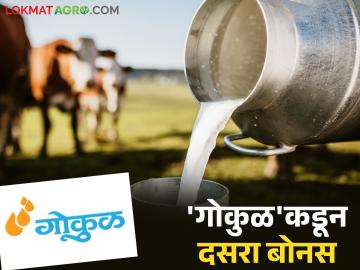 दूध उत्पादक शेतकऱ्यांना खुशखबर; 'गोकुळ'कडून मिळणार आतापर्यंतचा उच्चांकी दूध फरक - Marathi News | Good news for milk producers; 'Gokul' will provide the highest milk price difference ever | Latest News at Lokmat.com