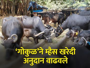 परराज्यातून म्हैस खरेदी करताय? अनुदानात होणार पाच हजारांची वाढ - Marathi News | Buying buffalo from abroad? There will be an increase of five thousand in subsidy | Latest News at Lokmat.com