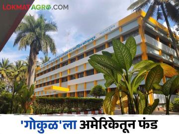 Gokul Milk म्हैस दूध उत्पादन वाढीसाठी 'गोकुळ'ला अमेरिकेतून १ कोटी ४६ लाख फंड; कसा आहे प्रकल्प - Marathi News | Gokul Milk 1 Crore 46 Lakh Fund from America to 'Gokul' for increasing buffalo milk production; How is the project? | Latest News at Lokmat.com Gokul Milk म्हैस दूध उत्पादन वाढीसाठी 'गोकुळ'ला अमेरिकेतून १ कोटी ४६ लाख फंड; कसा आहे प्रकल्प - Marathi News | Gokul Milk 1 Crore 46 Lakh Fund from America to 'Gokul' for increasing buffalo milk production; How is the project? | Latest News at Lokmat.com